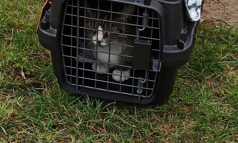 Tierarztpraxis Thiemo Faust