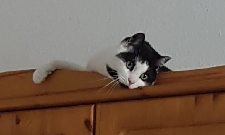 Tierarztpraxis Thiemo Faust