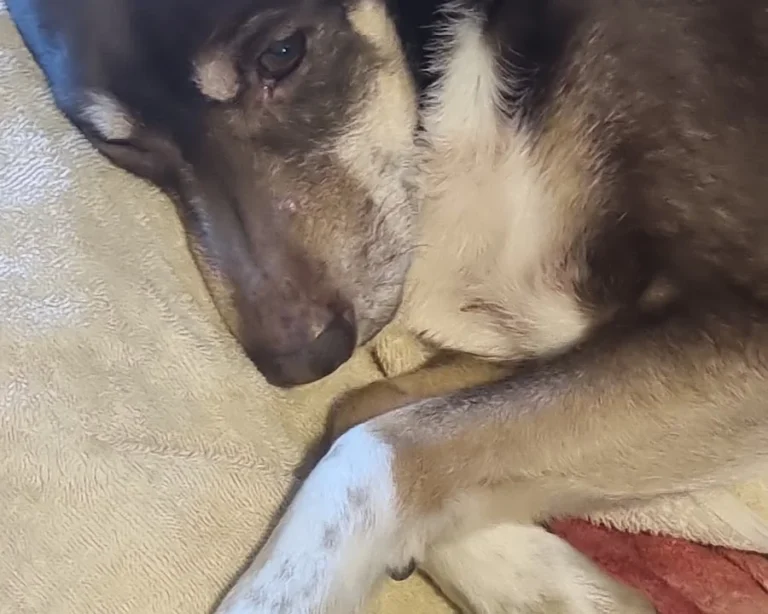 Tierarztpraxis Thiemo Faust