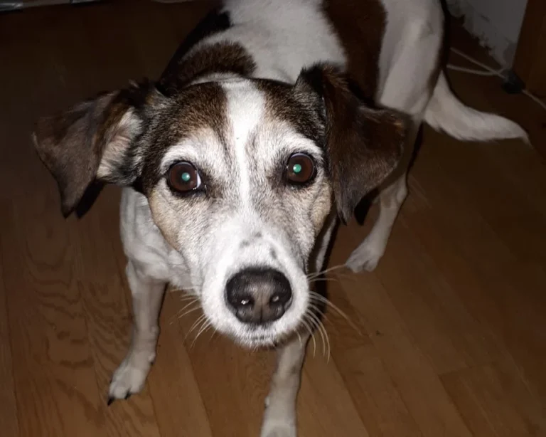 Tierarztpraxis Thiemo Faust