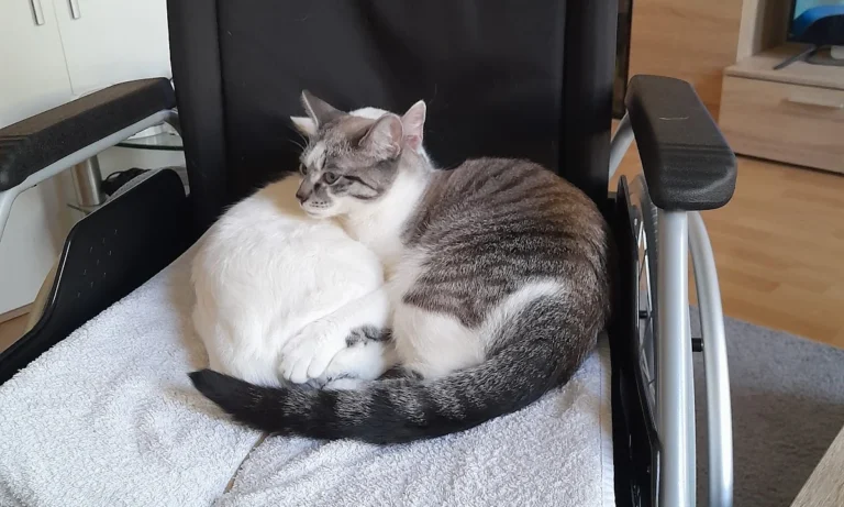 Tierarztpraxis Trelder Weg