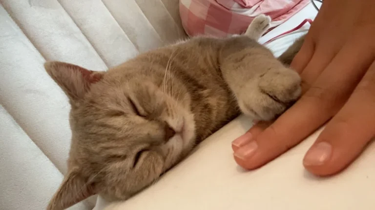 Tierarztpraxis Trelder Weg