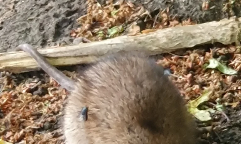 Tierarztpraxis Trelder Weg