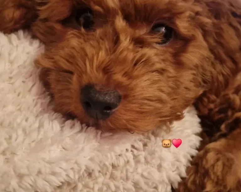 Tierarztpraxis Trelder Weg