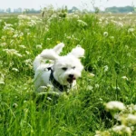 Tierarztpraxis Vegesack - Dr. med. vet. Katrin Klusacsek