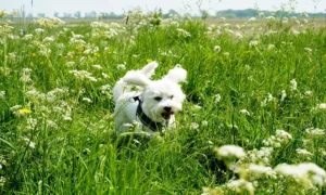 Tierarztpraxis Vegesack - Dr. med. vet. Katrin Klusacsek