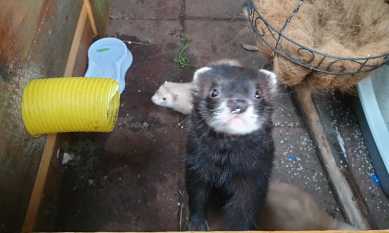 Tierarztpraxis Vegesack - Dr. med. vet. Katrin Klusacsek