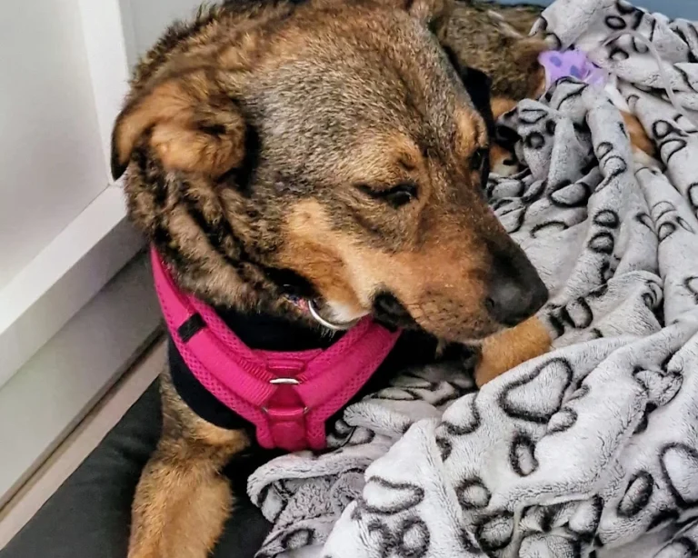 Tierarztpraxis Vegesack - Dr. med. vet. Katrin Klusacsek