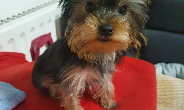 Tierarztpraxis Vegesack - Dr. med. vet. Katrin Klusacsek