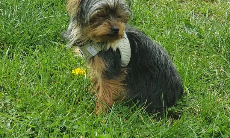 Tierarztpraxis Vegesack - Dr. med. vet. Katrin Klusacsek