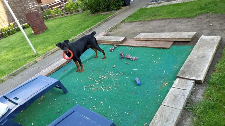 Tierarztpraxis Vegesack - Dr. med. vet. Katrin Klusacsek