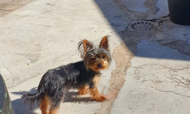 Tierarztpraxis Vegesack - Dr. med. vet. Katrin Klusacsek