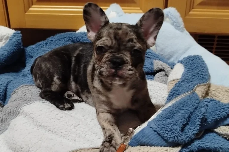 Tierarztpraxis Vegesack - Dr. med. vet. Katrin Klusacsek