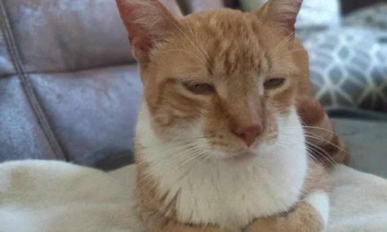 Tierarztpraxis Vegesack - Dr. med. vet. Katrin Klusacsek