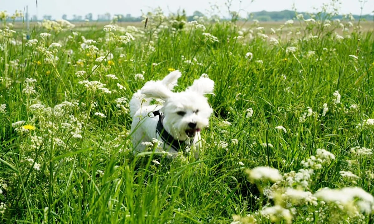Tierarzt Tierarztpraxis Vegesack – Dr. med. vet. Katrin Klusacsek Bremen