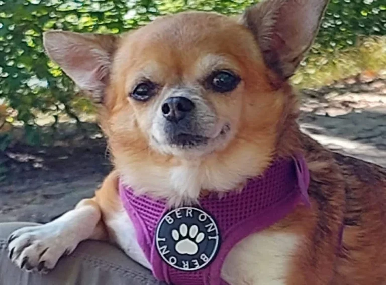Tierarztpraxis Vet Puls Frankfurt (Früher Tierarztpraxis Susanne Bergmann