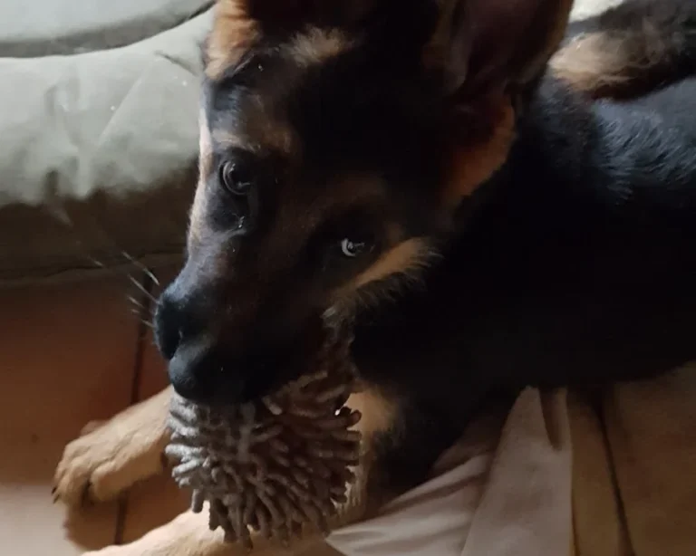 Tierarztpraxis Vierlanden