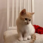 Tierarztpraxis von Harlessem