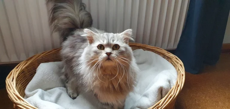 Tierarztpraxis von Harlessem