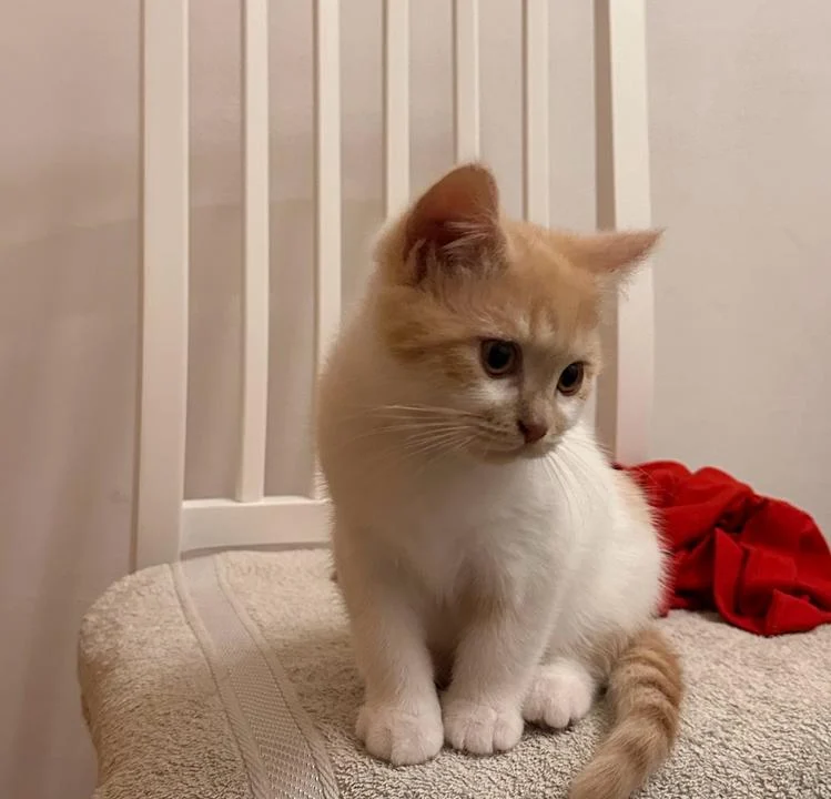 Tierarzt Tierarztpraxis von Harlessem Siegen