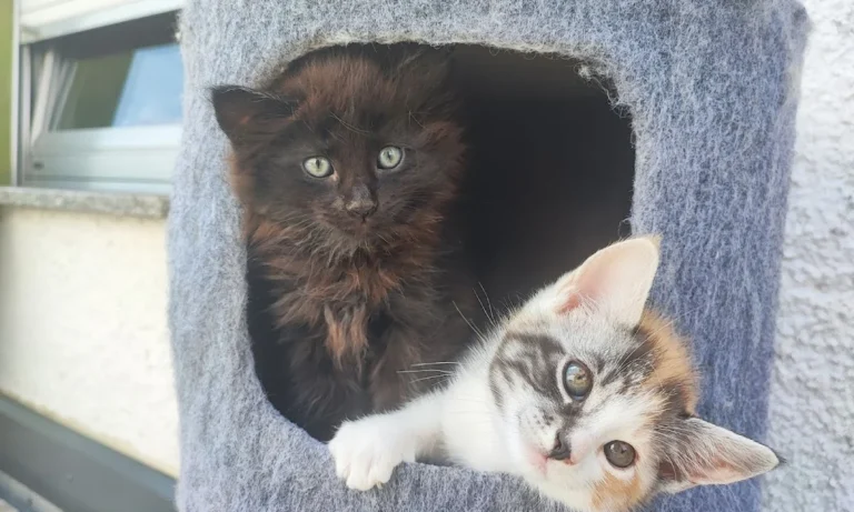 Tierarztpraxis Waltraud Nüßlein