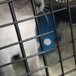 Tierarztpraxis Weinmann Stuttgart
