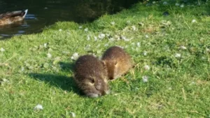 Tierarztpraxis Wendel Solingen