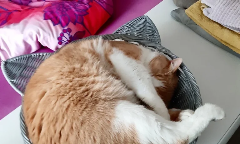 Tierarztpraxis Wendel Solingen