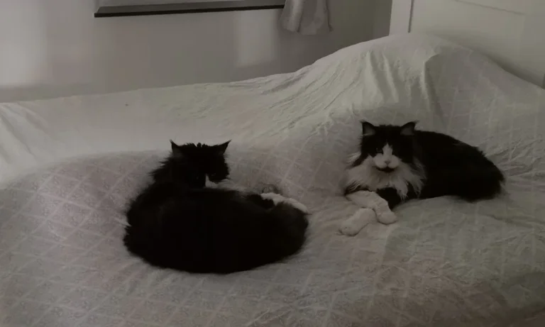 Tierarztpraxis Wendel Solingen