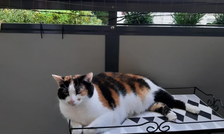 Tierarztpraxis Wendel Solingen