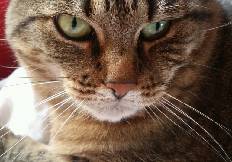 Tierarztpraxis Wendel Solingen