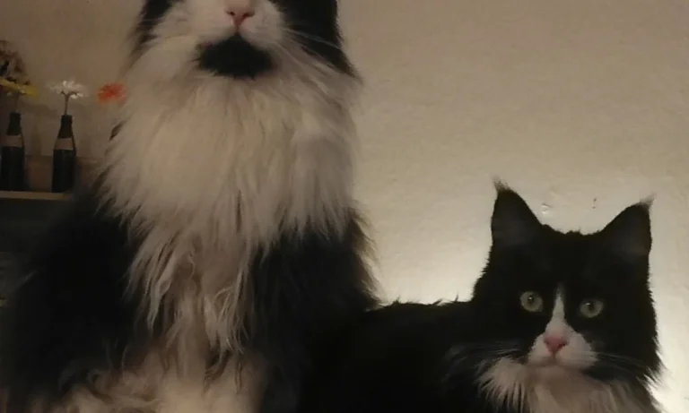 Tierarztpraxis Wendel Solingen