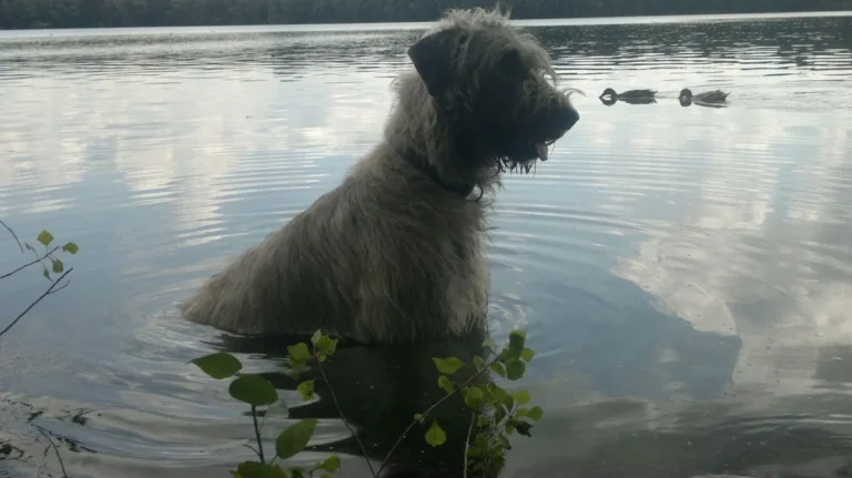 Tierarztpraxis Wendel Solingen