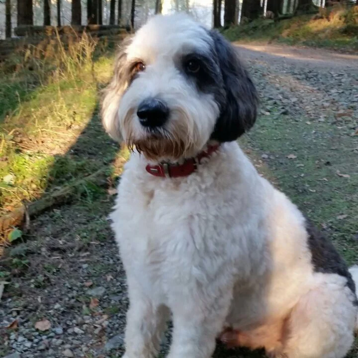 Tierarztpraxis Wendel Solingen