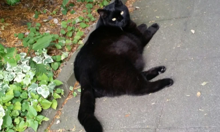 Tierarztpraxis Wendel Solingen