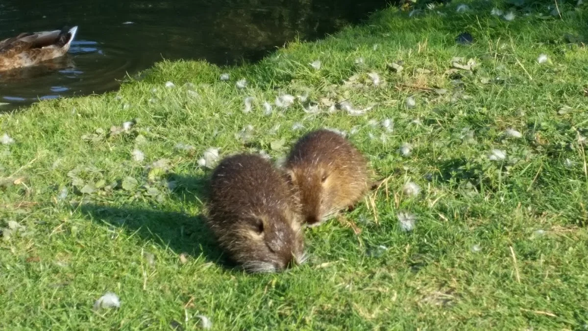 Tierarzt Tierarztpraxis Wendel Solingen Solingen