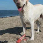 Tierarztpraxis Wirbelvet