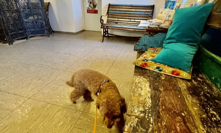 Tierarztpraxis Wirbelvet