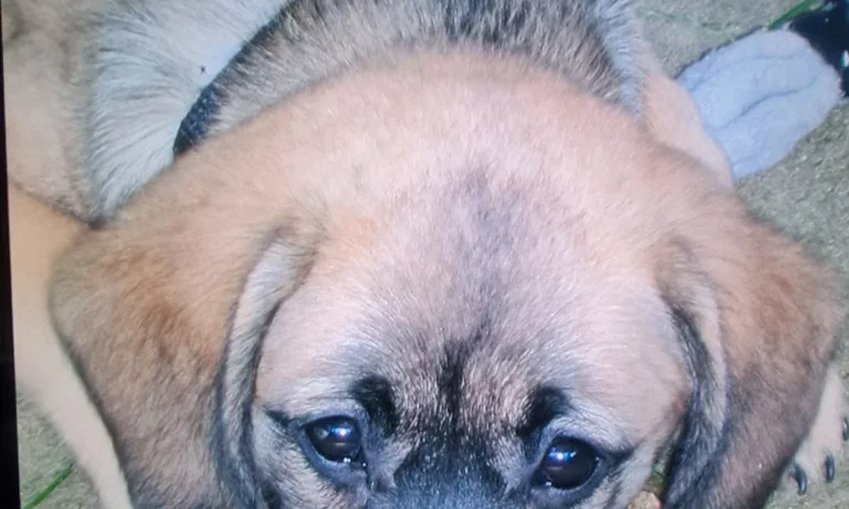 Tierarztpraxis Wirbelvet