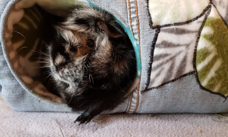 Tierarztpraxis Wirbelvet