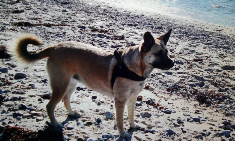 Tierarztpraxis Wirbelvet