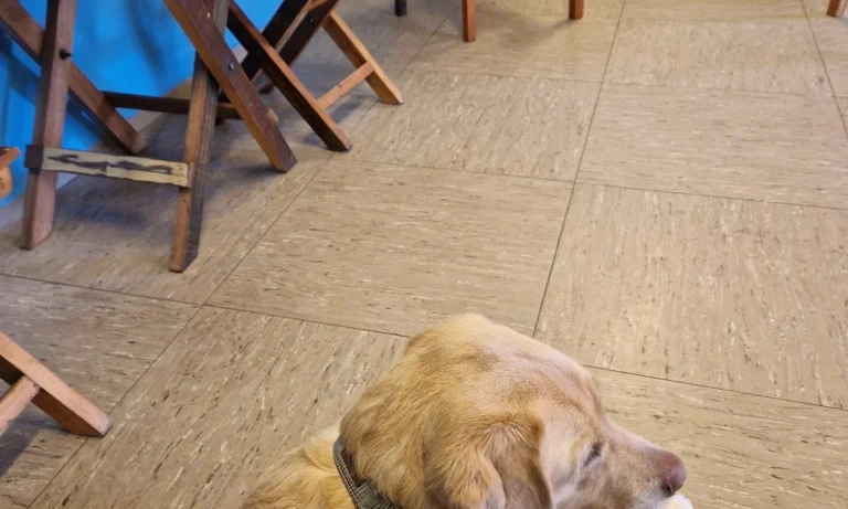 Tierarztpraxis Wirbelvet