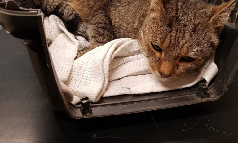 Tierarztpraxis Wirbelvet