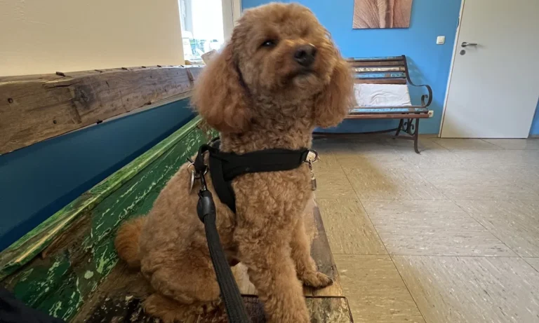 Tierarztpraxis Wirbelvet