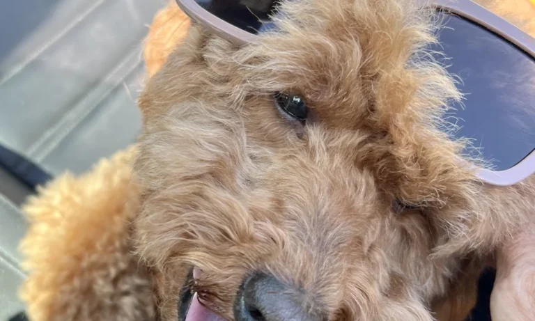 Tierarztpraxis Wirbelvet