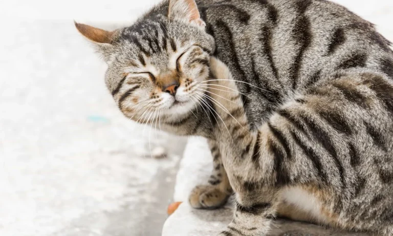 Tierarztpraxis Wolfgang Kahle (Rufbereitschaft 07:00 - 20:00 Uhr)