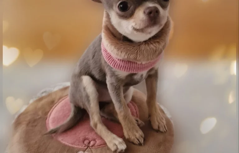 Tierarztpraxis Wolfgang Kahle (Rufbereitschaft 07:00 - 20:00 Uhr)