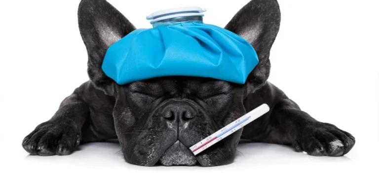 Tierarztpraxis Wolfgang Kahle (Rufbereitschaft 07:00 - 20:00 Uhr)