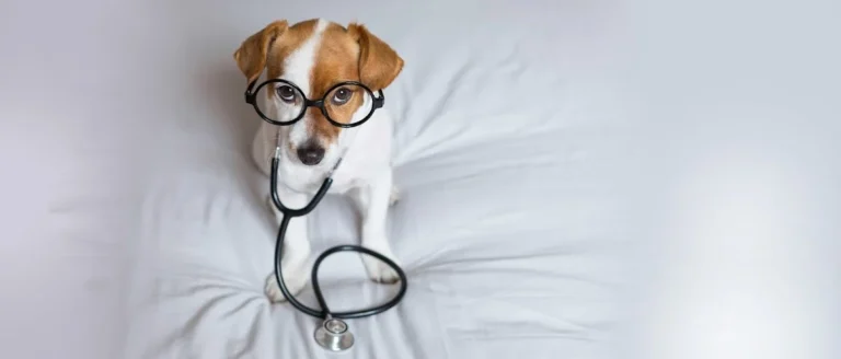 Tierarztpraxis Wolfgang Kahle (Rufbereitschaft 07:00 - 20:00 Uhr)