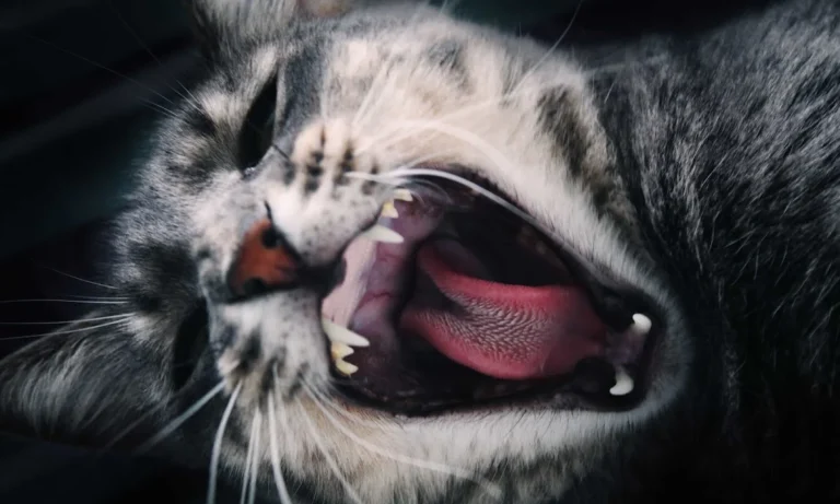 Tierarztpraxis Wolfgang Kahle (Rufbereitschaft 07:00 - 20:00 Uhr)